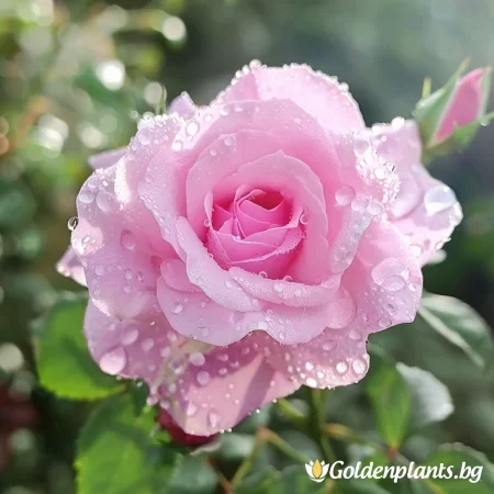 Róża Pink Benedict - na gołym korzeniu