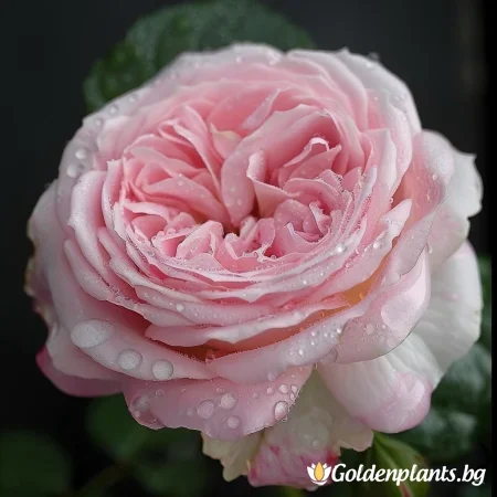 Róża Lightflora - na gołym korzeniu