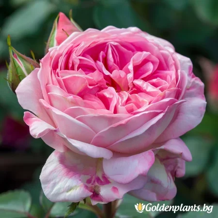 Róża Pink Sentinel - na gołym korzeniu