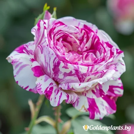 Róża Bolonska Lavender - bez korzenia